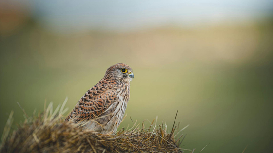 Detectar el alcance para la observación de la vida silvestre